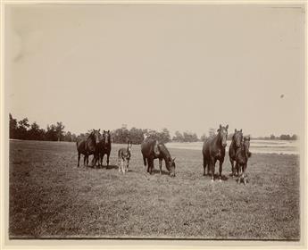 (HORSES) Album with 49 photographs depicting a sprawling American horse farm.